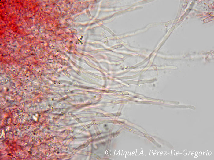 Phlebia ??